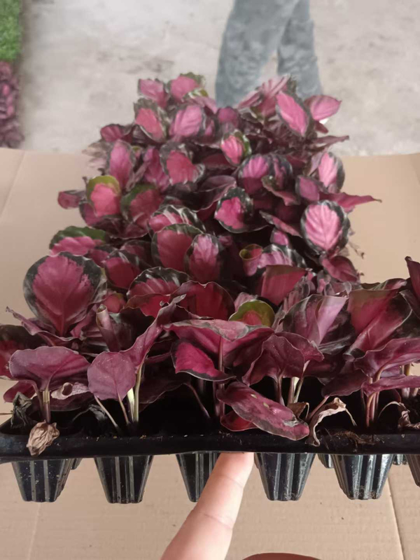 Muda da Deusa Carmesim