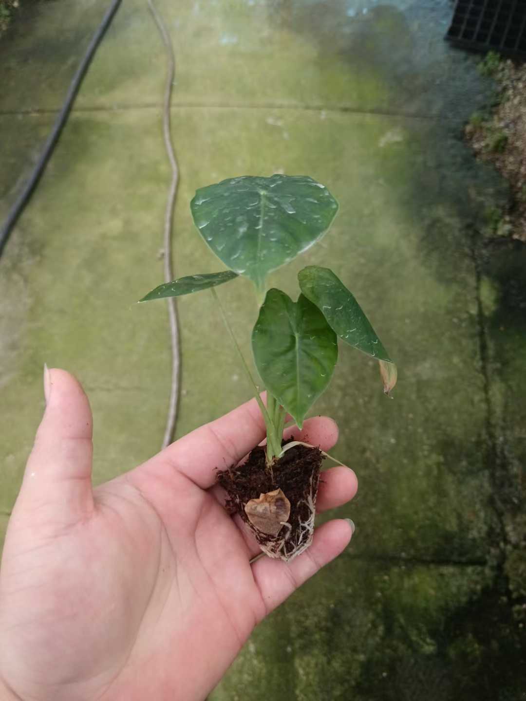 Anthurium Crystallinum