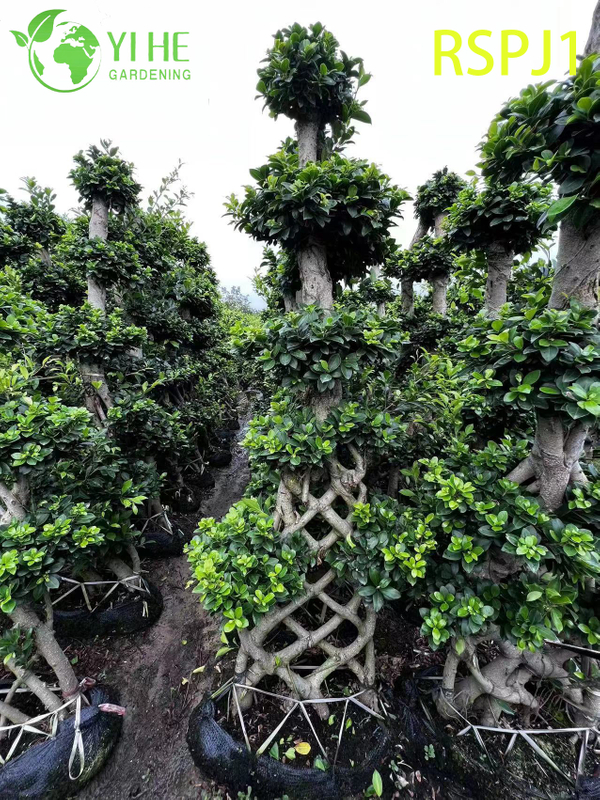 Th&acirc;n c&acirc;y dệt d&agrave;y C&acirc;y Ficus nghệ thuật cao Một c&acirc;y cảnh sống tr&ecirc;n s&agrave;n trong nh&agrave;