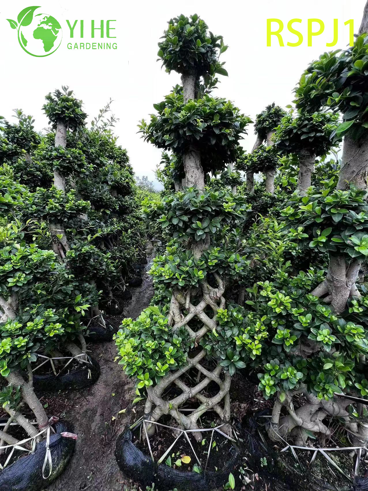 Th&acirc;n c&acirc;y dệt d&agrave;y C&acirc;y Ficus nghệ thuật cao Một c&acirc;y cảnh sống tr&ecirc;n s&agrave;n trong nh&agrave;