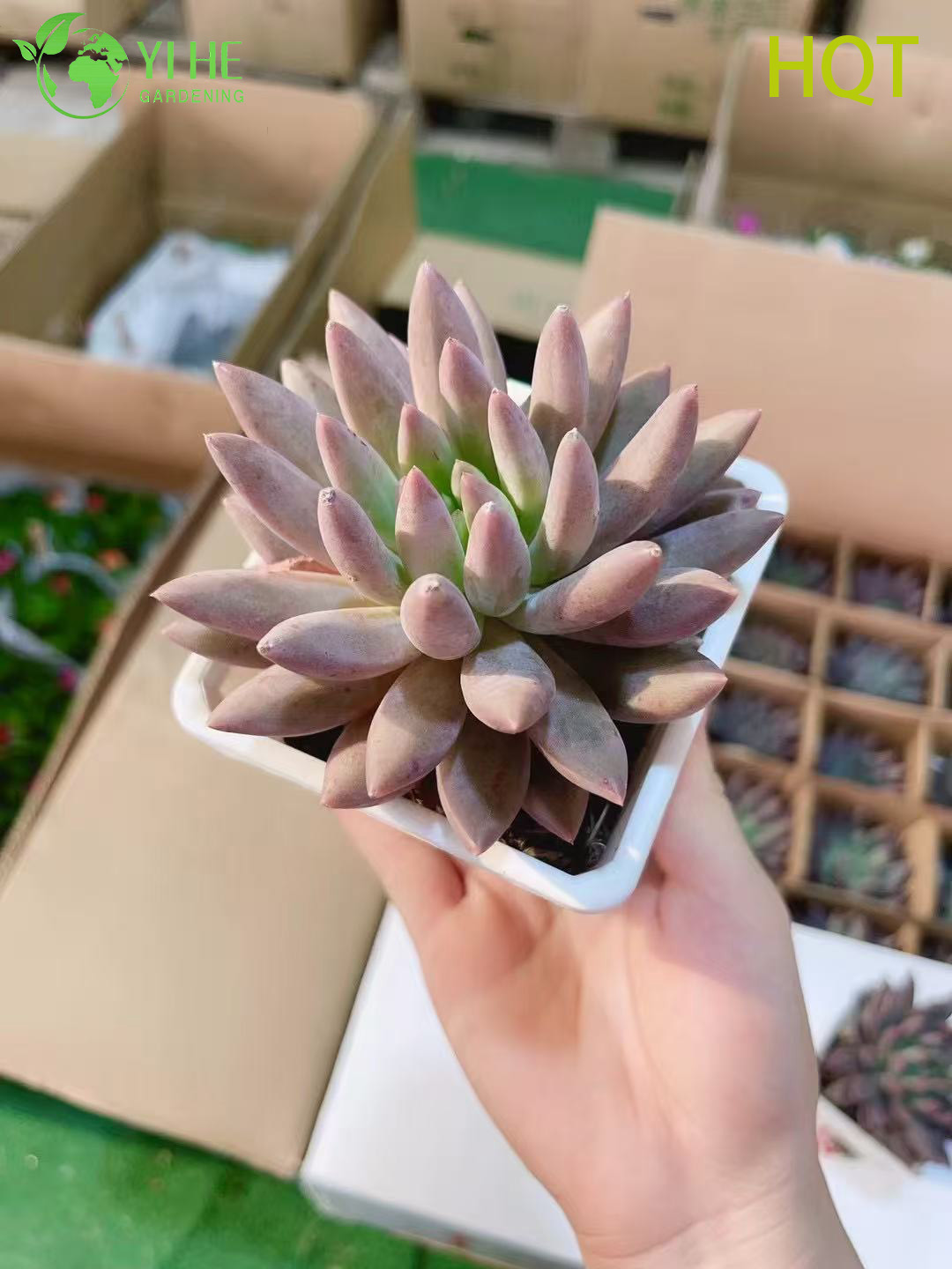 Hurtownia r&oacute;żowej ważki Pachyveria na żywo soczyste, spiczaste rozety Bonsai