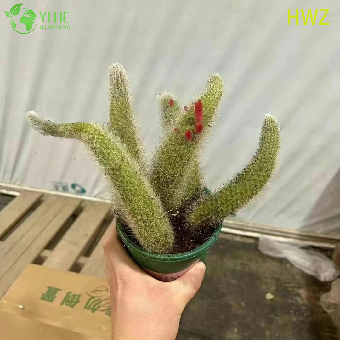 Live Monkey's Tail Cactus Gro&szlig;handel Trailing Fuzzy Hildewintera Plant Bonsai