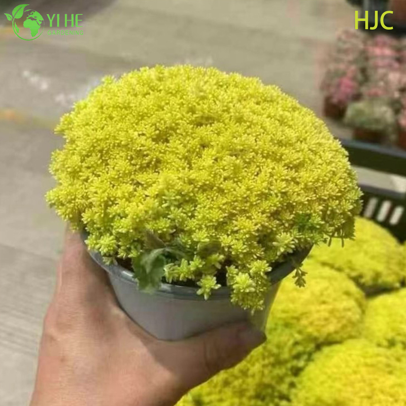 थोक गोल्डन जापानी स्टोनक्रॉप लाइव प्लांट सेडम ग्राउंडकवर बोनसाई