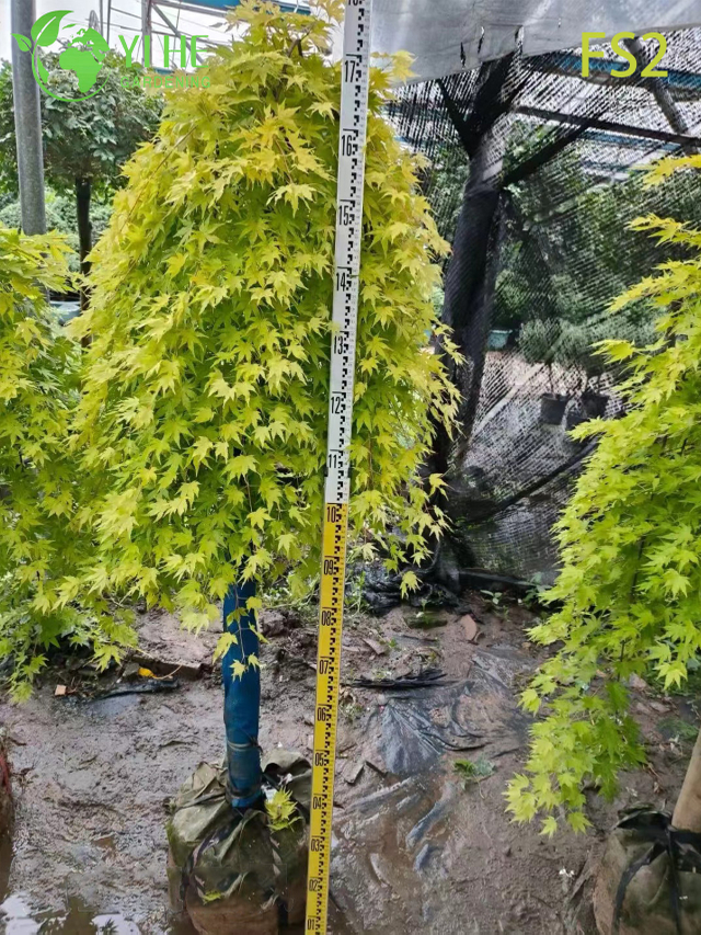 ต้นเมเปิล Laceleaf สีเขียวร้องไห้สำหรับบอนไซจัดสวนประดับ