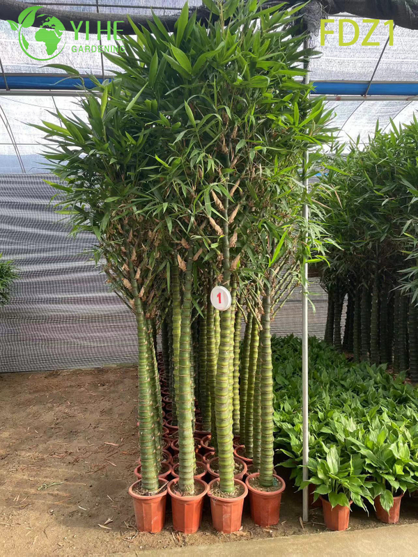 Bamb&ugrave; agglomerante della pancia del Buddha dorato vivo all'ingrosso per la progettazione del paesaggio bonsai