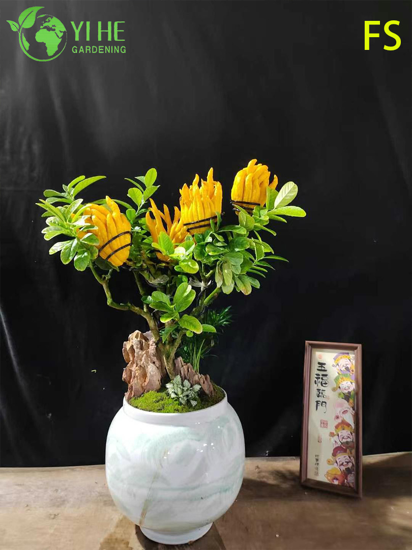 &Aacute;rbol vivo de mano de Buda de cidra con dedos arom&aacute;ticos para bons&aacute;i de exportaci&oacute;n