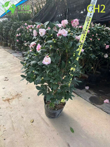 थोक गुलाबी बाइकलर कैमेलिया जैपोनिका फूल झाड़ी बोनसाई