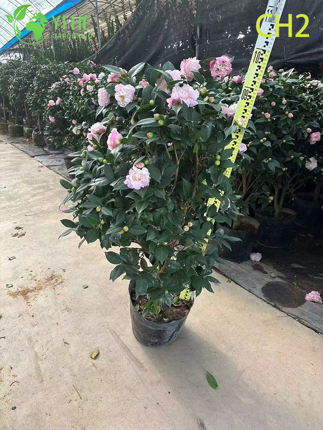 Rosa zweifarbige Camellia Japonica bl&uuml;hender Strauchbonsai im Gro&szlig;handel