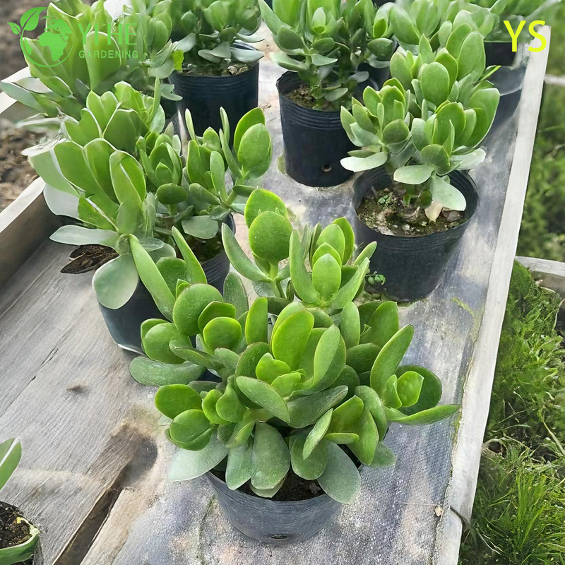 Dekorative lebende Geldbaum-Jadepflanze mit bunten künstlichen Blumen-Bonsai