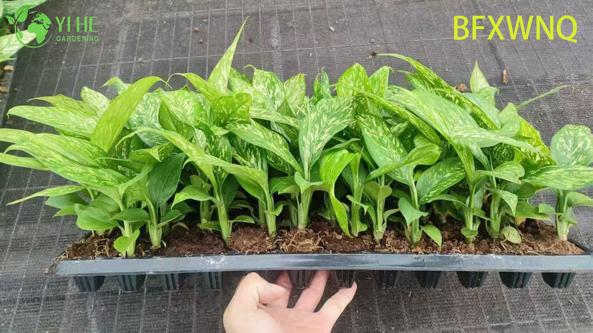 ขายส่ง Dieffenbachia พายุหิมะ Variegated Dumb Cane Plant Plug ต้นกล้า