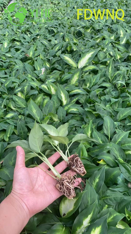 Atacado Dieffenbachia Camille Live Variegated Mudo Cane Starter Plug Mudas