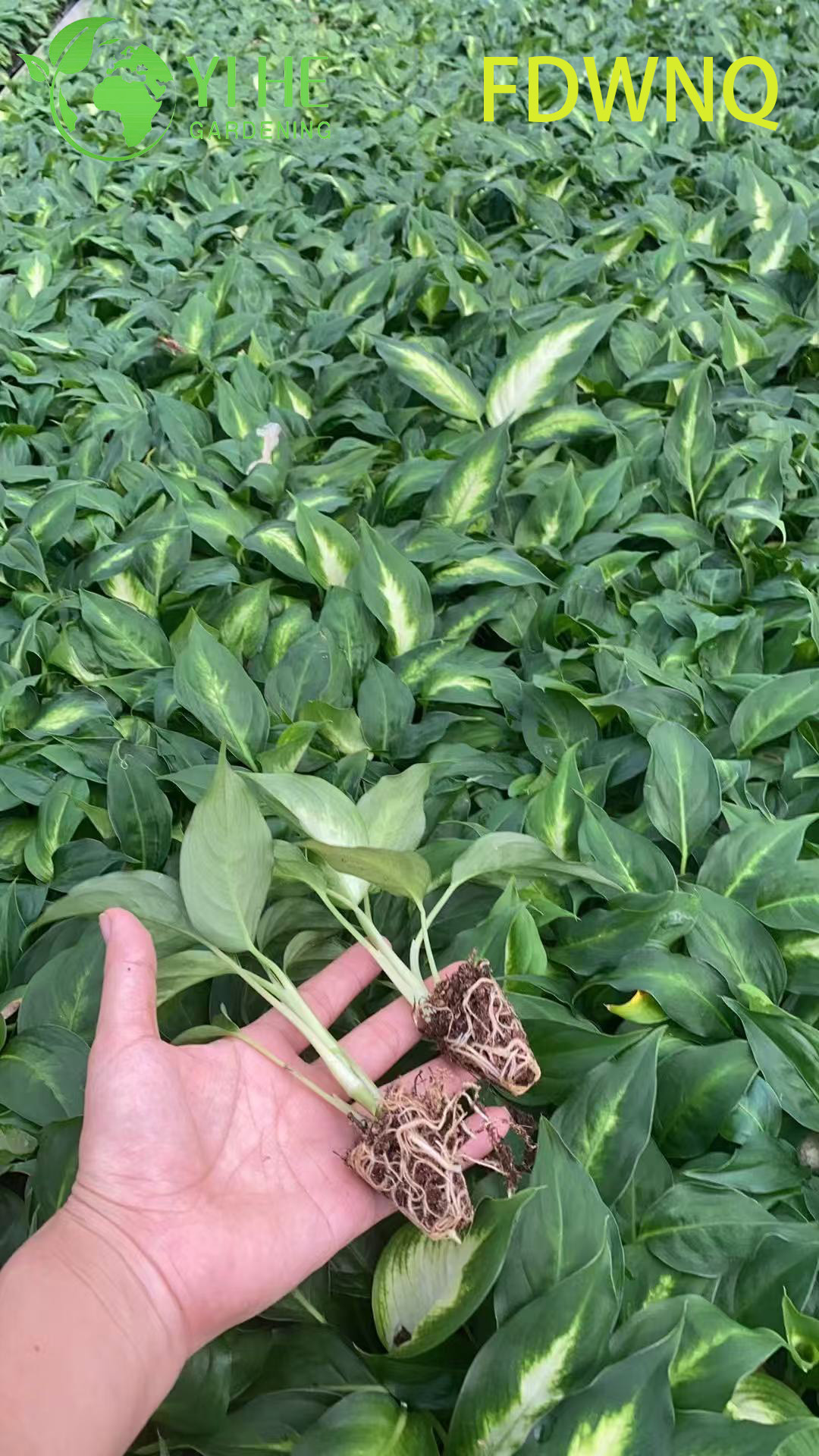 Dieffenbachia Camille Live Variegated Dumb Cane Starter Plug Setzlinge im Großhandel