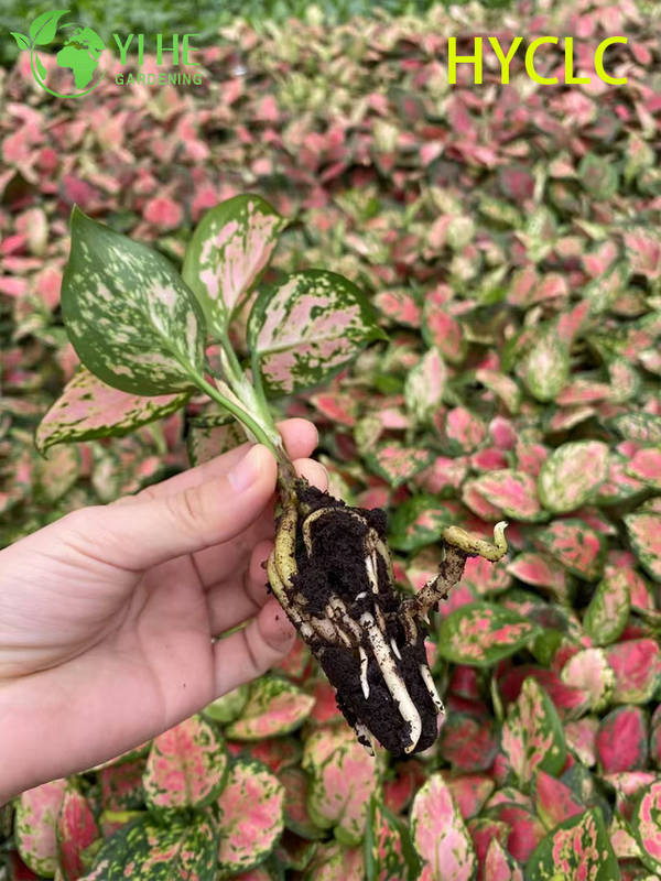 ຂາຍສົ່ງ Aglaonema Beauty Live Chinese Evergreen Starter Plug Seedlings