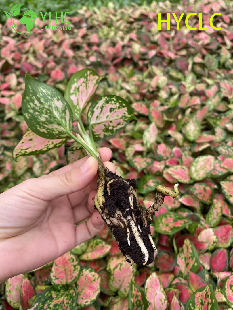 ຂາຍສົ່ງ Aglaonema Beauty Live Chinese Evergreen Starter Plug Seedlings