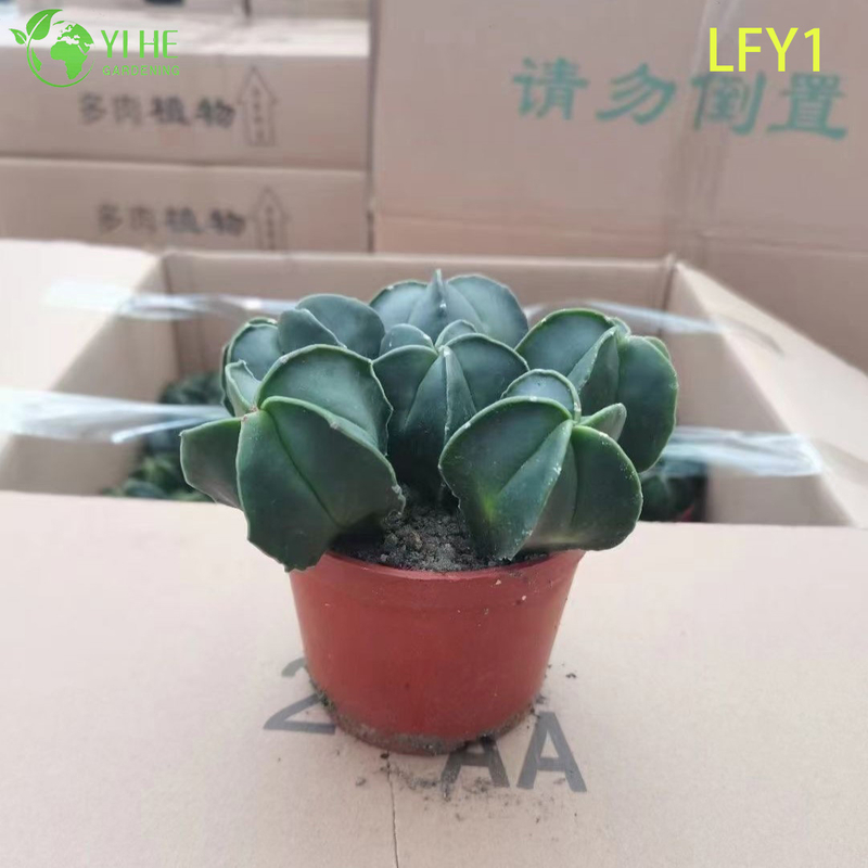 Cactus Astrophytum panach&eacute; vivant en gros pour bonsa&iuml; de p&eacute;pini&egrave;re succulente de collectionneur