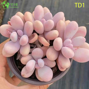 Оптовая продажа розовые лунные камни сочные Graptopetalum Amethystinum живое растение бонсай