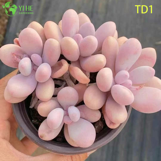 ขายส่ง Moonstones สีชมพู Succulent Graptopetalum Amethystinum Live Plant บอนไซ