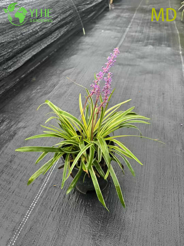 Atacado variegado Liriope Lilyturf bonsai de cobertura vegetal com flora&ccedil;&atilde;o viva