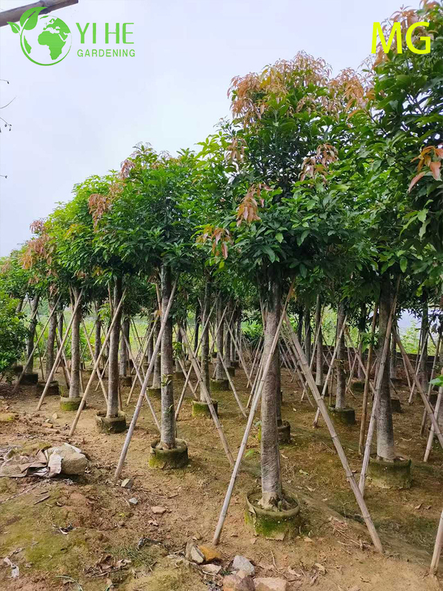 मीठे उष्णकटिबंधीय सुनहरे फलों वाले बोन्साई के साथ ग्राफ्टेड लाइव मैंगो इंडिका पेड़