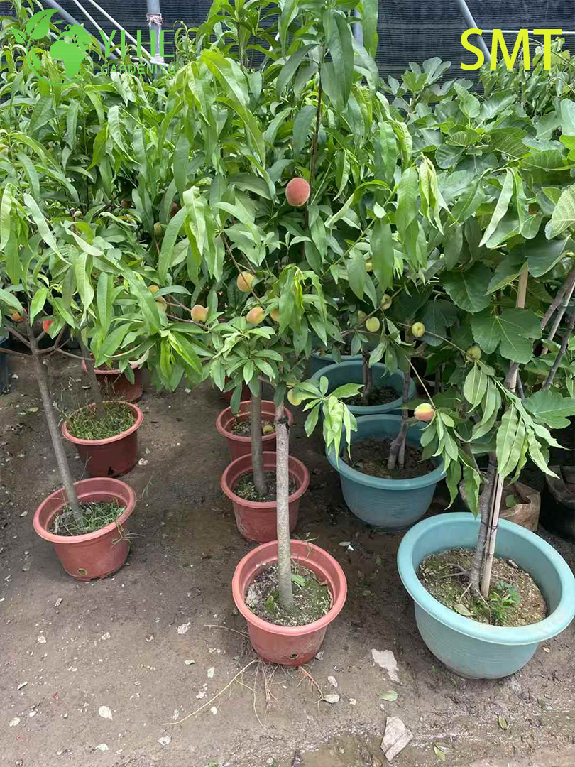 Prunus Persica P&ecirc;cher au miel avec bonsa&iuml; de fruits aromatiques sucr&eacute;s et juteux