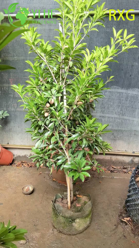 شجرة مانيلكارا زابوتا سابوديلا تشيكو الحية مع بونساي فاكهة السكر البني الحلو