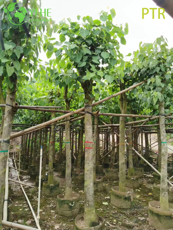 Arbre sacré de la Bodhi, Ficus Religiosa, pour l'aménagement paysager du jardin du temple