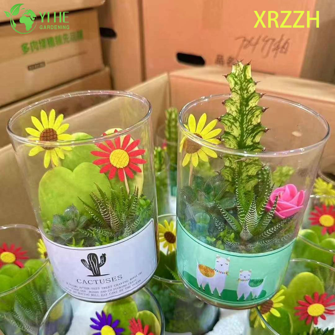 Kit de jardim de mini cactos suculentos fa&ccedil;a voc&ecirc; mesmo para bonsai de decora&ccedil;&atilde;o de escrit&oacute;rio de mesa