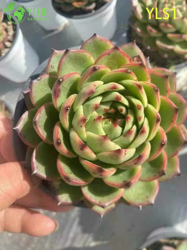 Atacado Echeveria Agavoides Batom Planta Suculenta Viva Bonsai