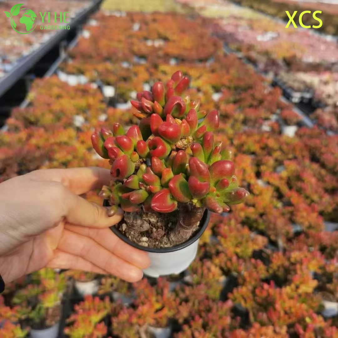 Atacado Crassula Ovata Hobbit Jade Planta Suculenta Bonsai Viva