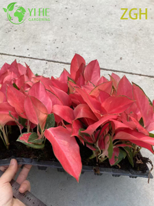 Aglaonema China Pl&aacute;ntula Roja Planta De Interior Follaje Decorativo De Hoja Perenne Tropical Purificador De Aire