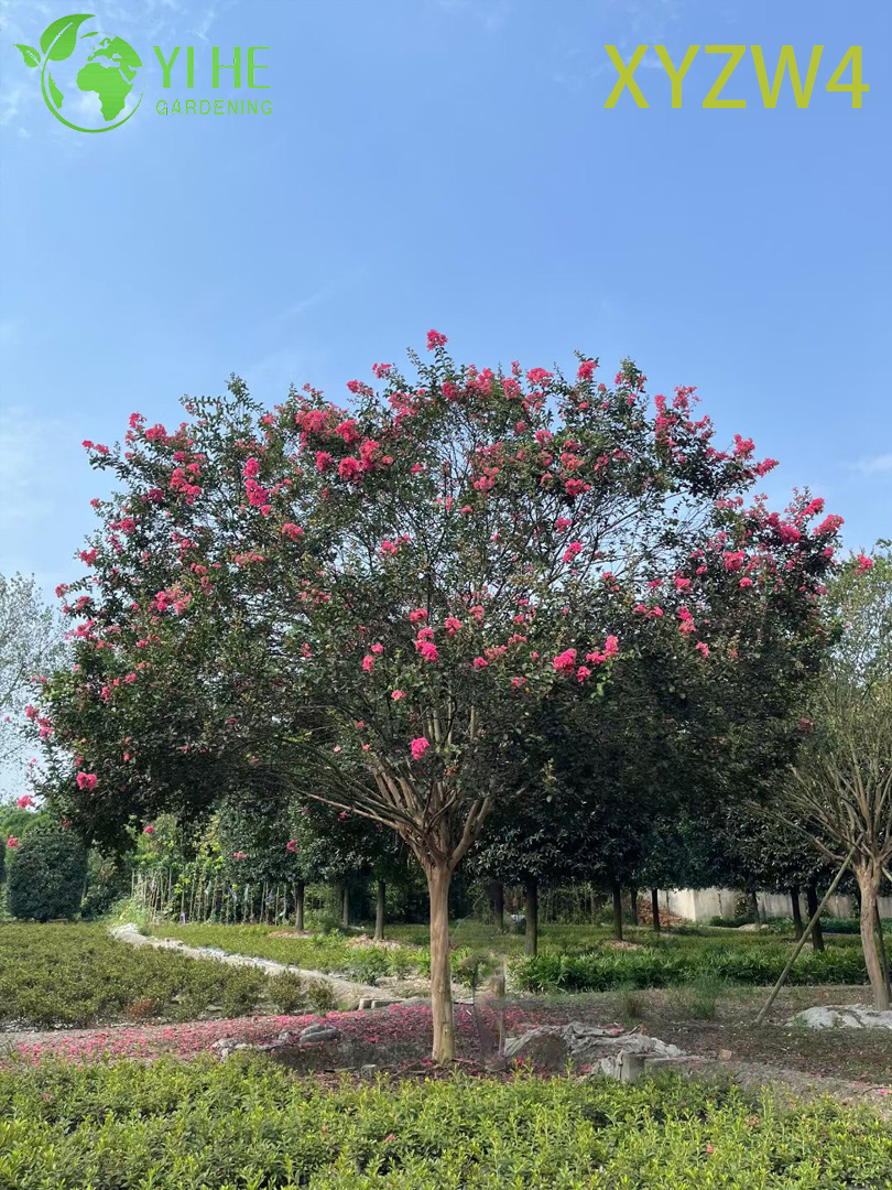 طويل القامة Lagerstroemia parviflora، شجرة الزينة الرسمية تستقيم، عينة المناظر الطبيعية للحديقة