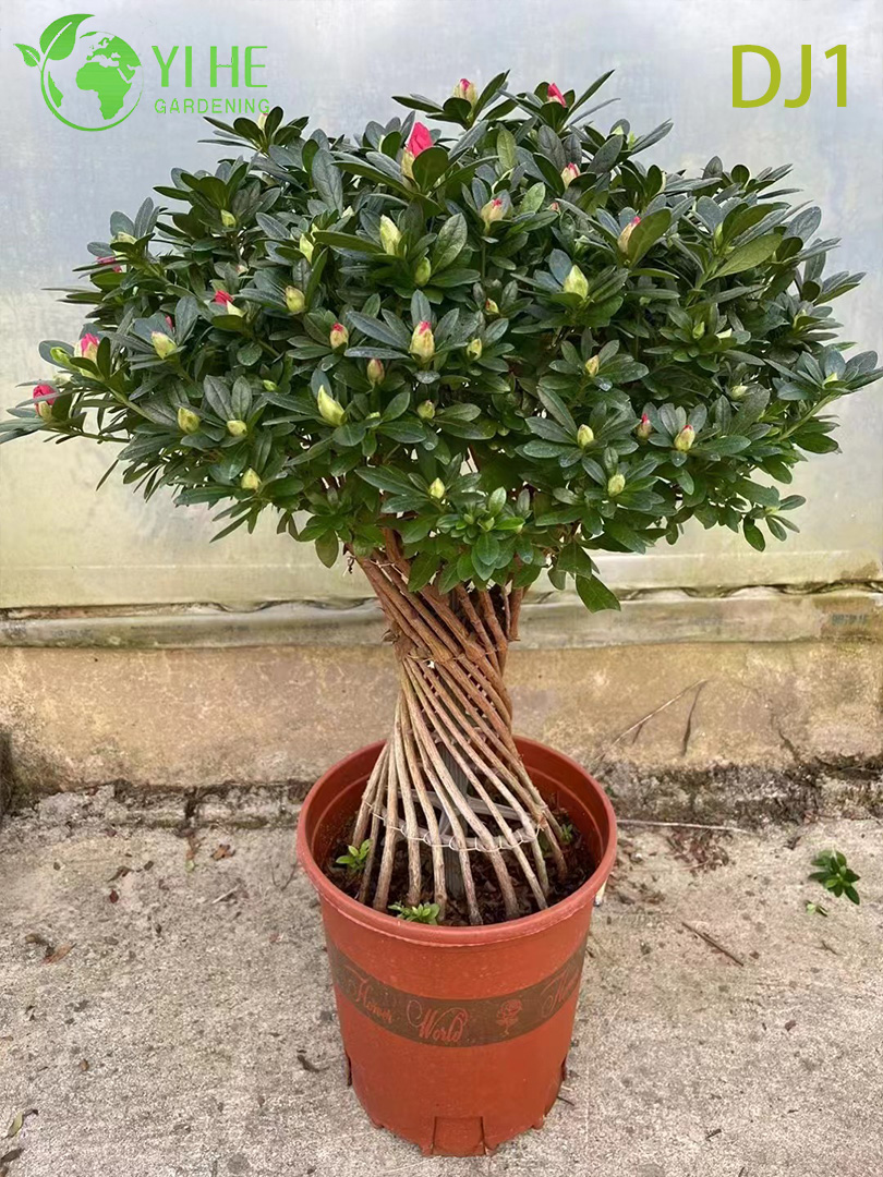 जीवंत गुलाबी रोडोडेंड्रोन सिमसी, सजावटी पॉटेड फूल