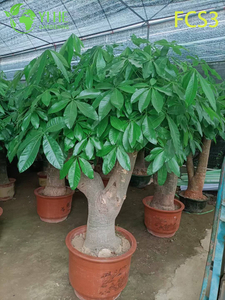 Компактная Pachira macrocarpa с уникальным стволом, декоративное денежное дерево для дома