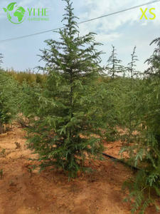 &Aacute;rvore de cedro perene ornamental para exporta&ccedil;&atilde;o por atacado