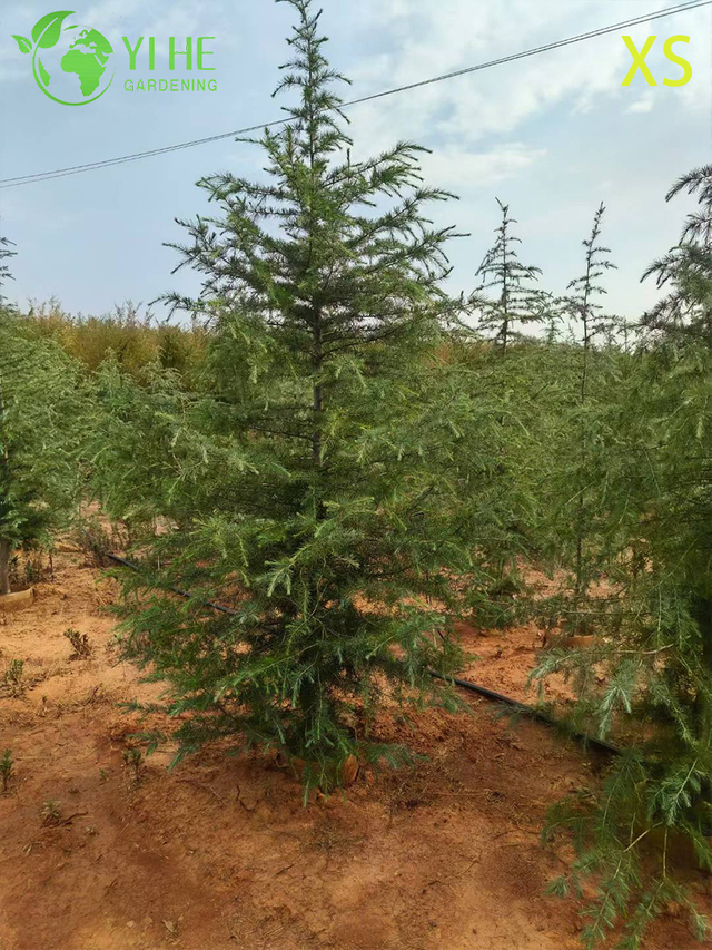 C&egrave;dre &agrave; feuilles persistantes ornementales pour l'exportation en gros