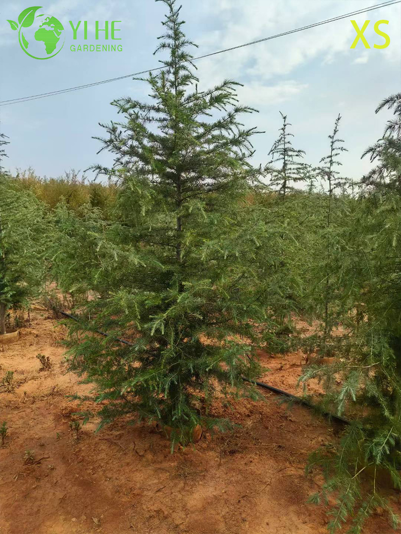 Zierlicher immergrüner Zedernbaum für den Großhandelsexport