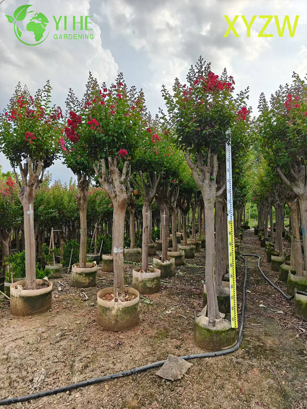Albero di mirto nano ornamentale per l'esportazione all'ingrosso