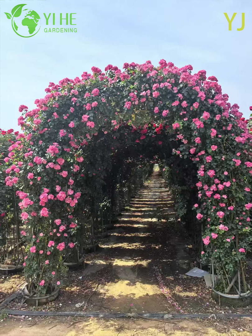 Декоративная разноцветная роза на оптовый экспорт