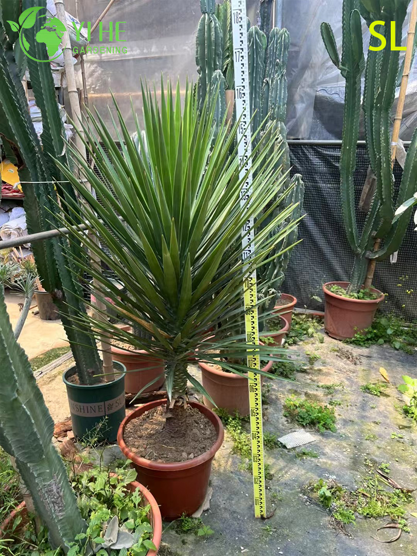 Оптовая архитектурная юкка, живая розетка, ландшафтный дизайн, бонсай