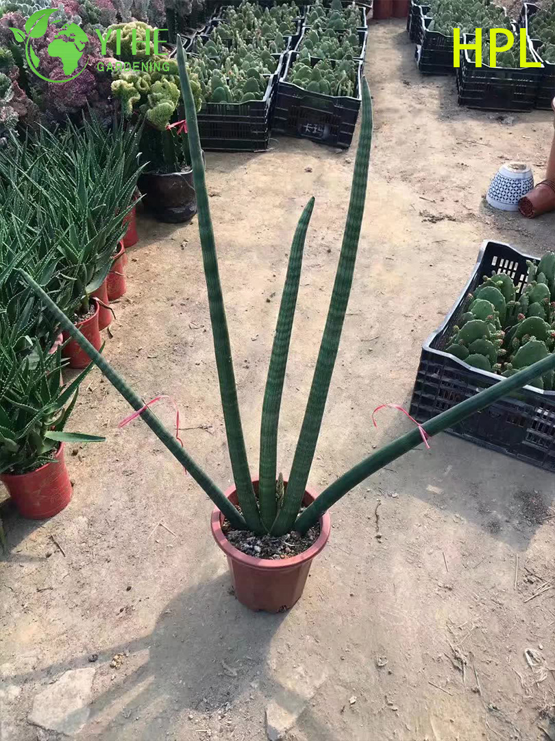 屋内装飾用常緑サンセベリア トリファシアタ ヘビ植物