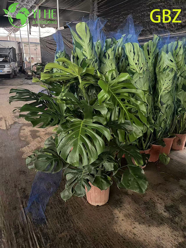 ຕົ້ນໄມ້ປູກຕົ້ນ Monstera Deliciosa ອ່ອນເຂດຮ້ອນ - ອາກາດຂຽວຕະຫຼອດປີ - ເຮັດໃຫ້ສີຂຽວໃນຮົ່ມບໍລິສຸດ