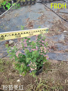 Planta ornamental de calidad de exportación al por mayor de arbusto rojo de invierno de bráctea rosa de primera calidad