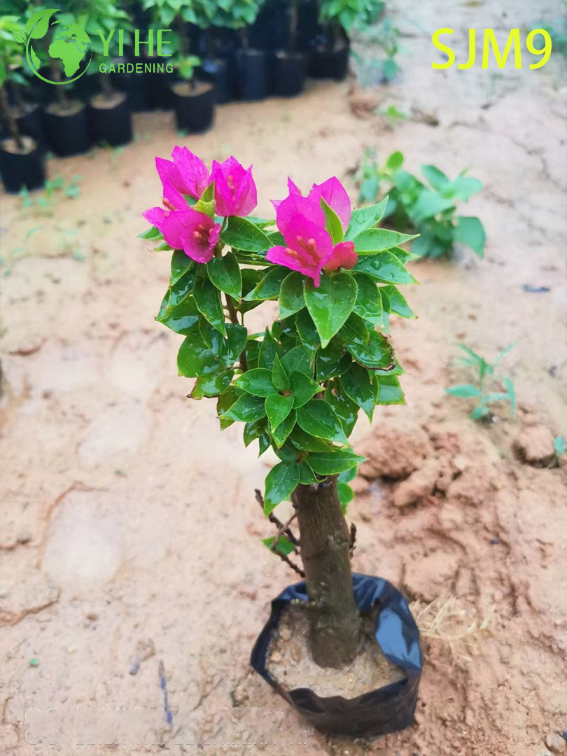 Groothandel Bougainvillea Startplanten Jonge Liners voor Kwekerij Bonsai
