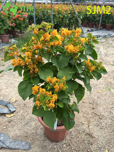 Planta viva de &aacute;rvore padr&atilde;o de buganv&iacute;lias por atacado para bonsai de jardim de p&aacute;tio