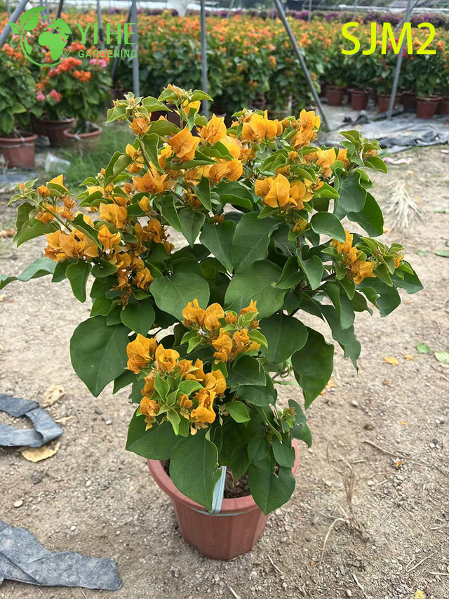 Pianta viva di bouganville standard all'ingrosso per bonsai da giardino con patio