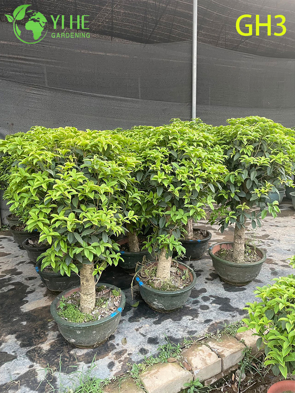 Bonsai di Osmanthus Fragrans in vaso a forma globulare