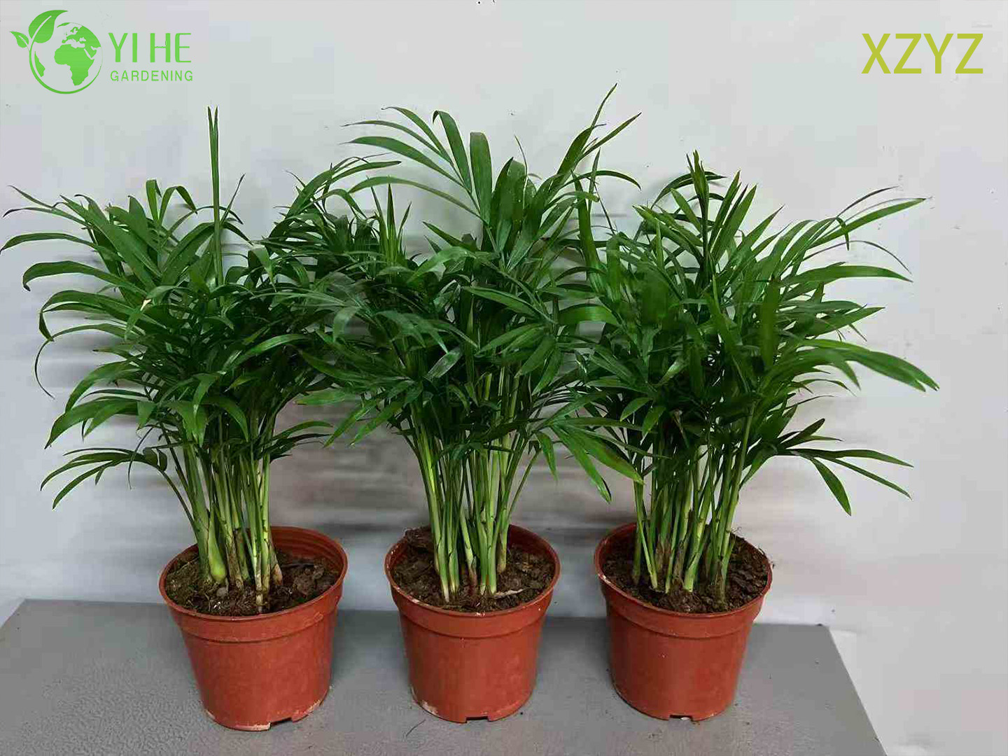 इंडोर ट्रॉपिकल एक्सेंट प्लांट के लिए कॉम्पैक्ट ग्रीन चामेदोरिया एलिगेंस