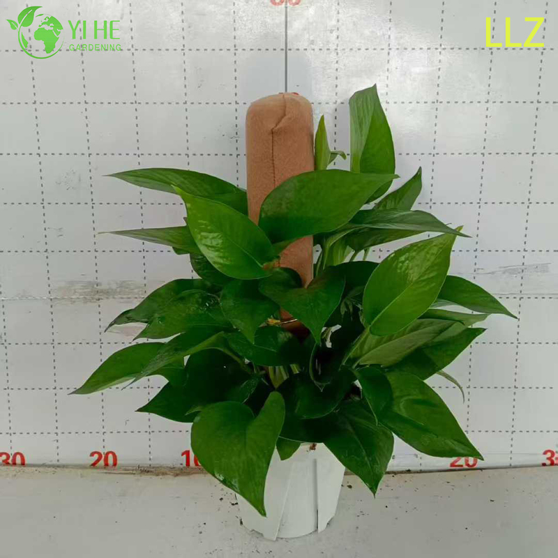 Evergreen Large - Leaf Pothos Pole para planta de purifica&ccedil;&atilde;o de ar interna