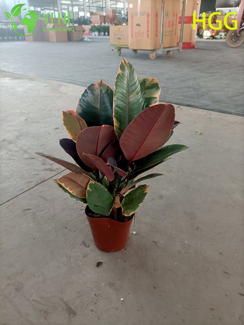 Kryty Ficus Elastica Ruby Rubber Tree Doniczkowa roślina dekoracyjna Liście Oczyszczacz powietrza