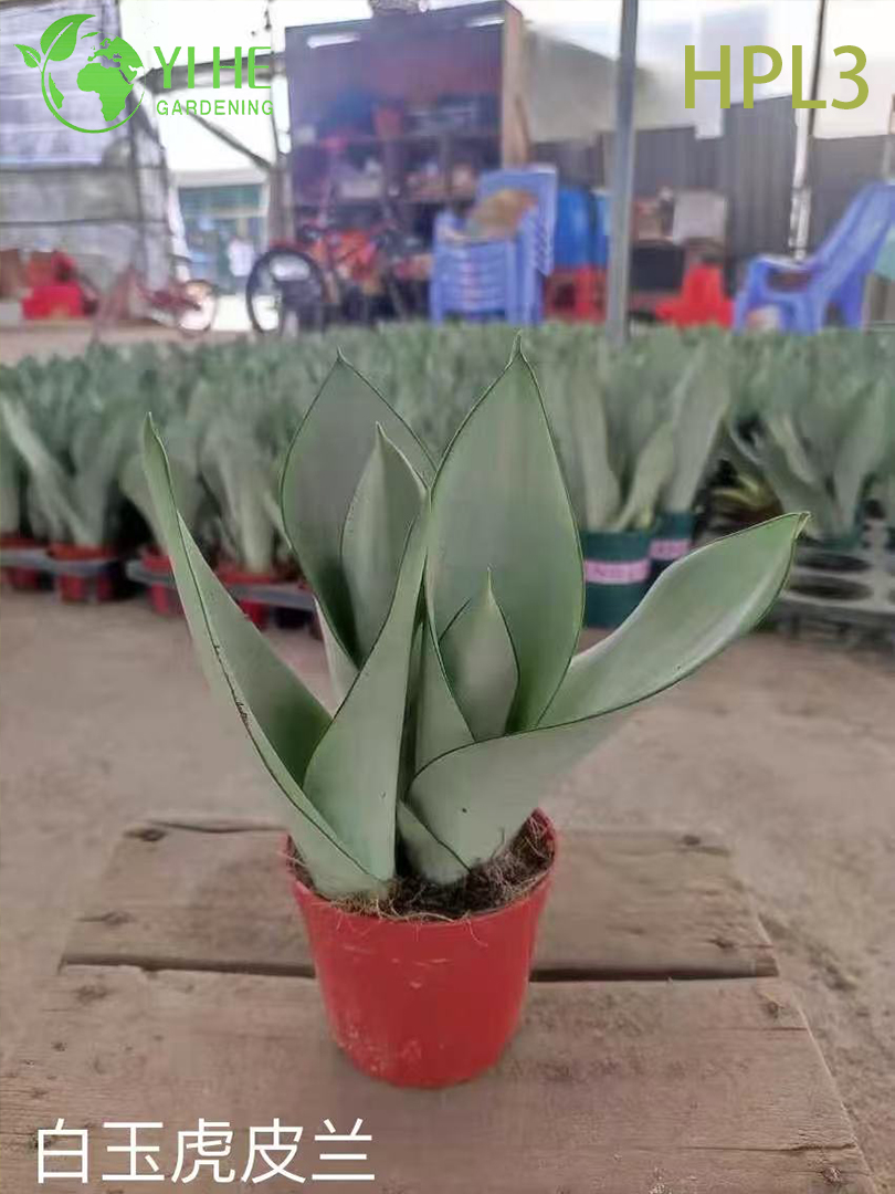 लाइव सेन्सेविया सिलिंड्रिका अफ्रीकन स्पीयर इनडोर रसीला पौधा